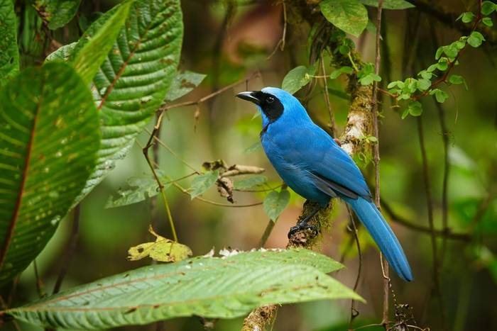 Turquoise Jay, Ecuador shutterstock_359316632.jpg