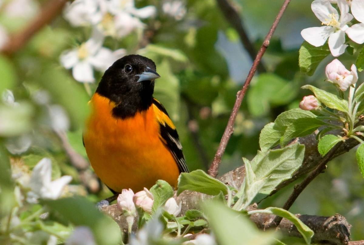 Baltimore Oriole, North America (Gerald A. DeBoer) (2)
