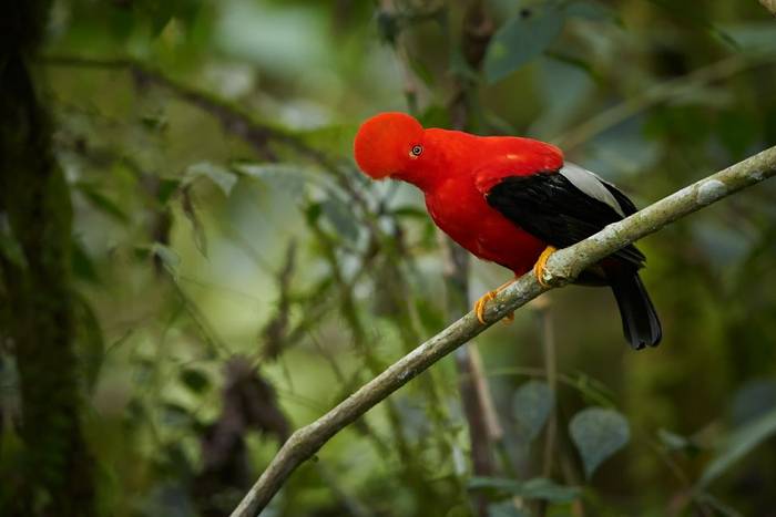 Andean Cock-of-the-rock, Ecuador shutterstock_359162255.jpg