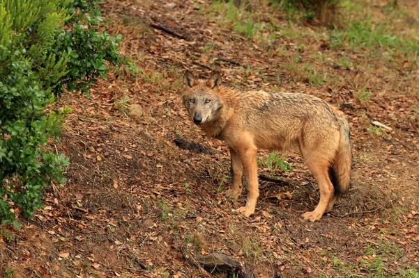 Iberian Wolf (Bret Charman)