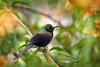 Tacazze Sunbird