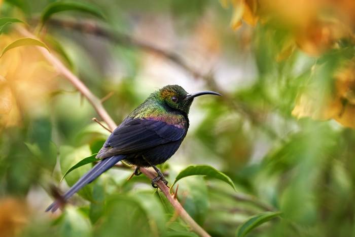 Tacazze Sunbird