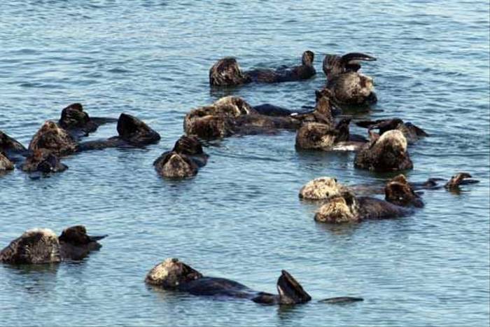 Sea Otters (Peter Dunn)