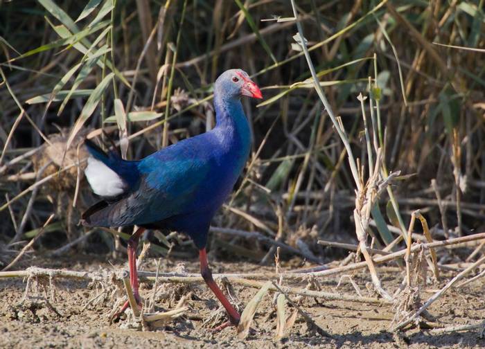 Grey Headed Swamphen