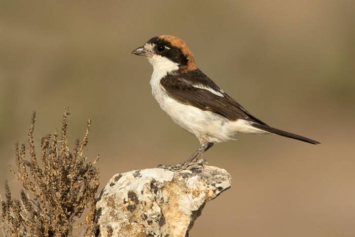 Woodchat Shrike