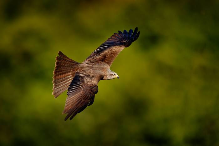 Black Kite