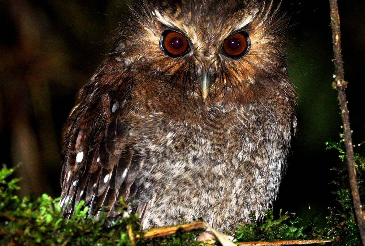 Long Whikered Owlet (Alex durand Torres)