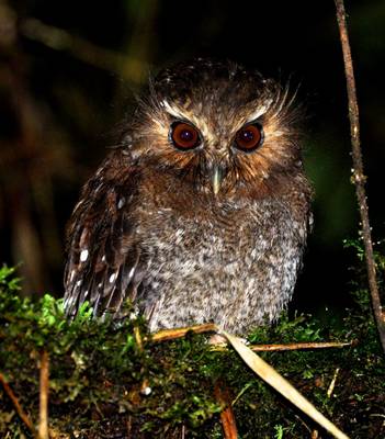 Long Whikered Owlet (Alex durand Torres)