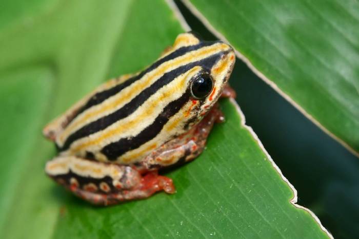 Striped Painted Reed Frog (Hyperolius m. taeniatus) © A. Van Hecke, November 2023 tour