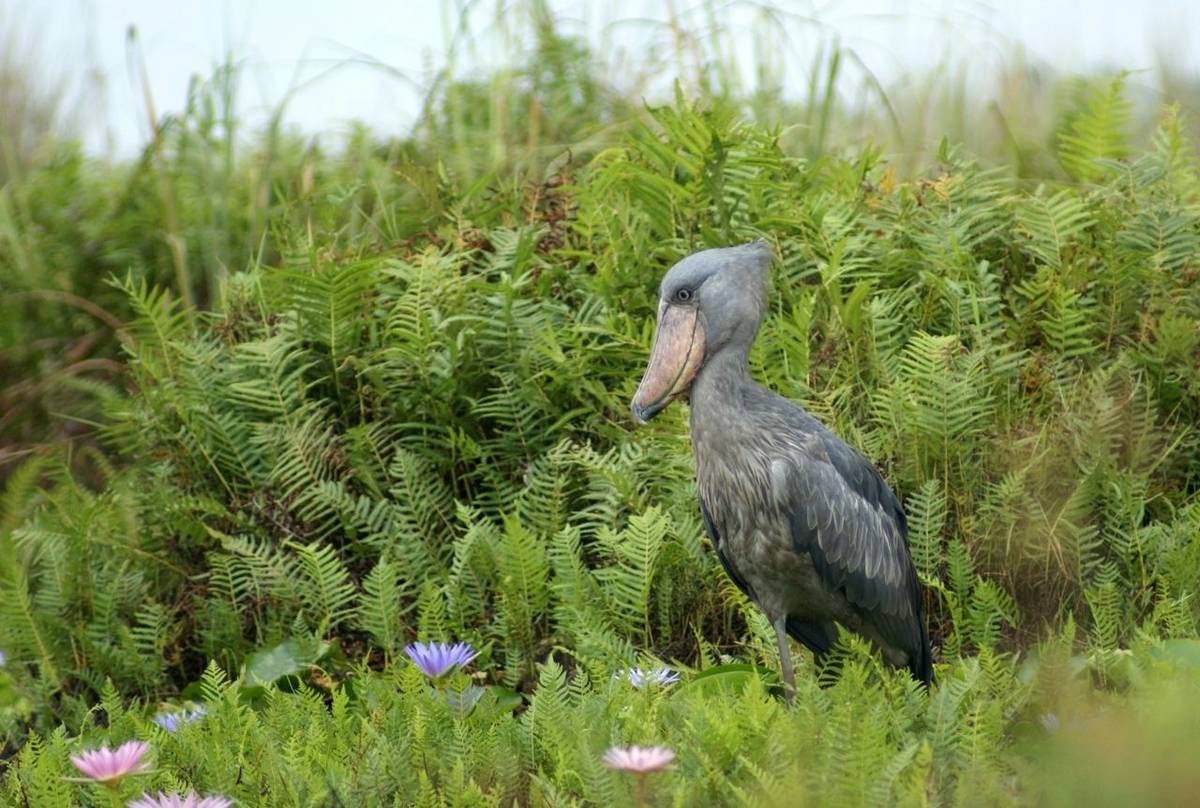 Shoebill Uganda Shutterstock 86965798
