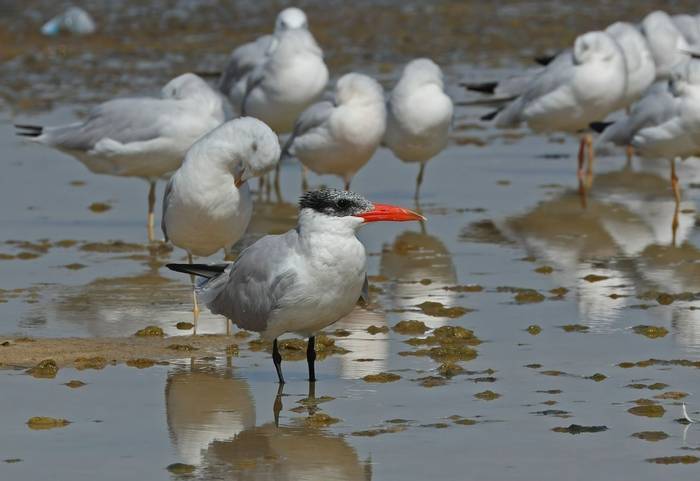 Caspian Tern