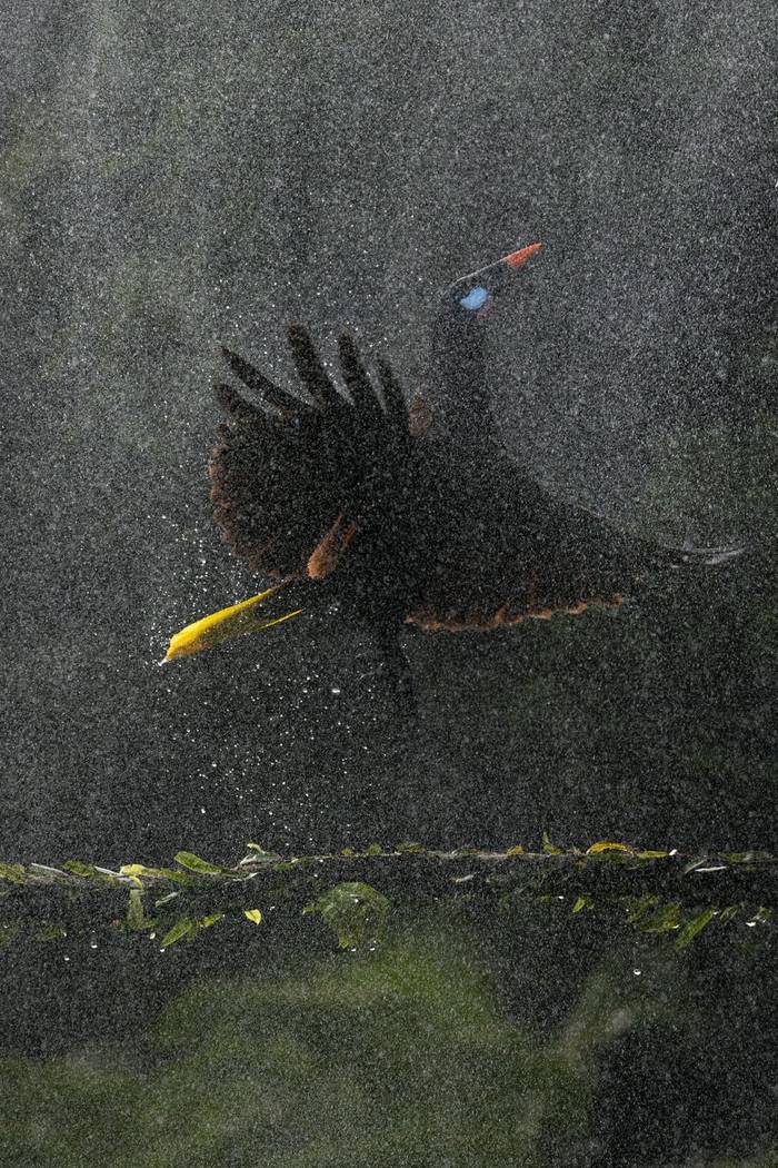 Montezuma Oropendola © Oliver Smart, April 2026 tour