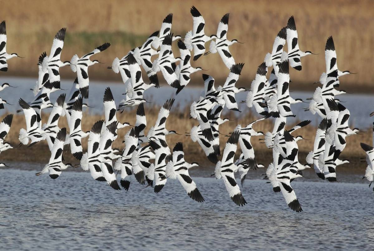 Avocet