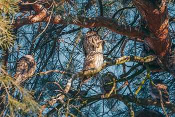 Long-eared Owl roost, Serbia shutterstock_2436264329.jpg