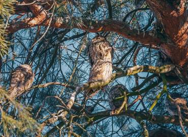 Serbia's Long-eared Owls