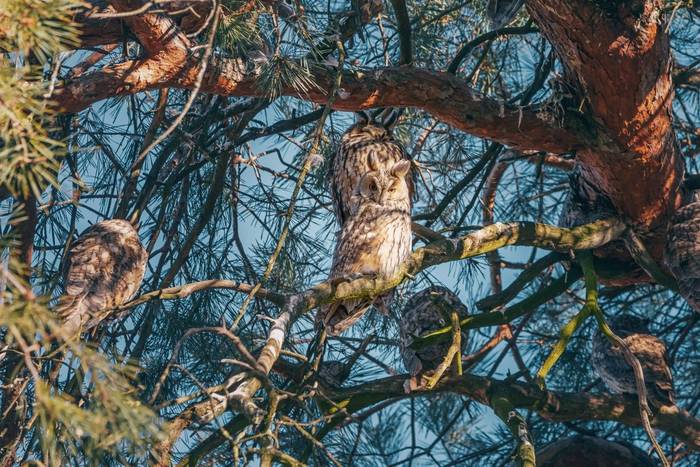 Long-eared Owl roost, Serbia shutterstock_2436264329.jpg