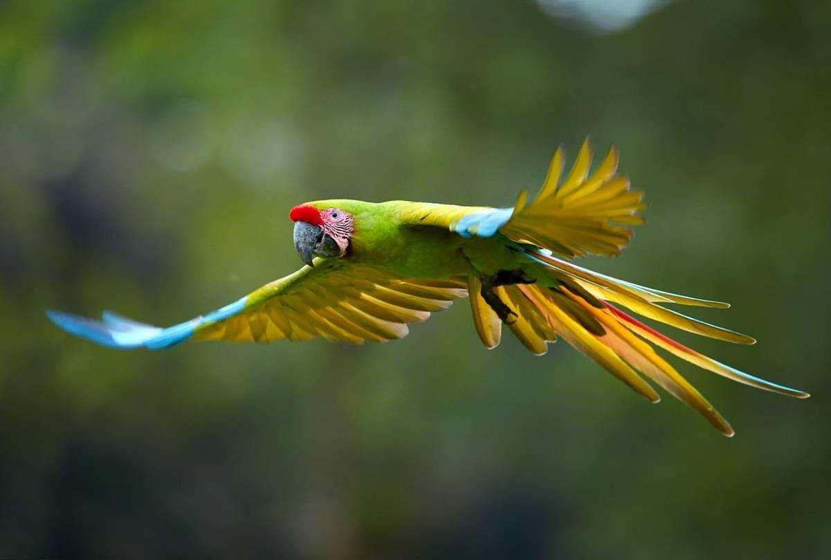 Great Green Macaw Shutterstock 786440446