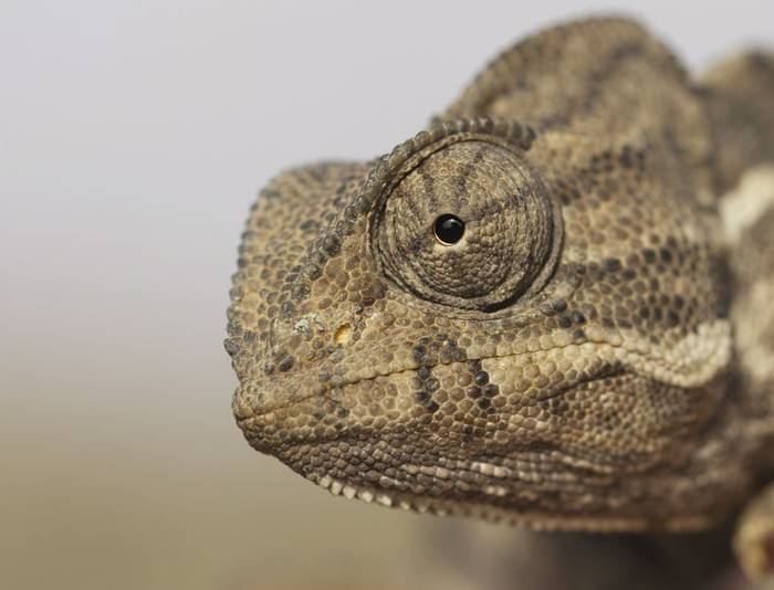 Mediterranean Chameleon (Chamaeleo chamaeleon) © Josh Phangurha, September 2023