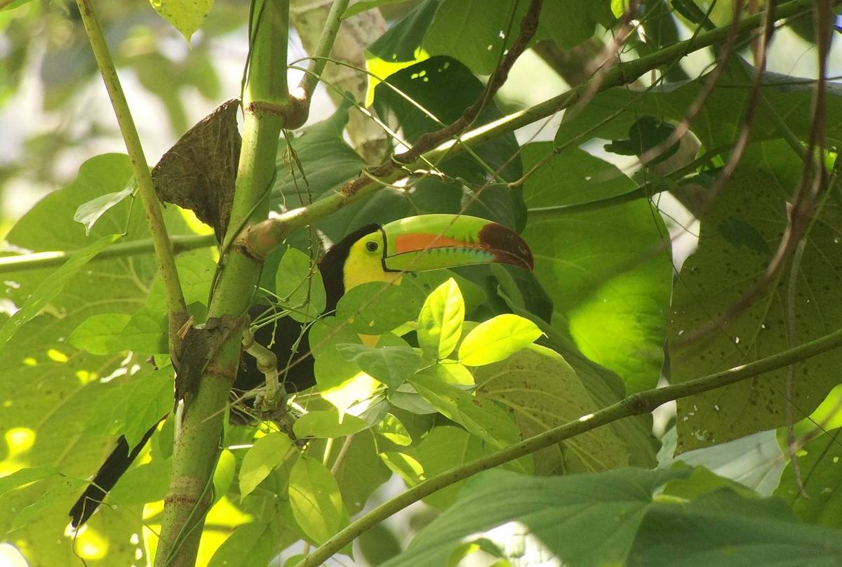 Keel-billed Toucan.jpg