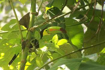 Keel-billed Toucan.jpg