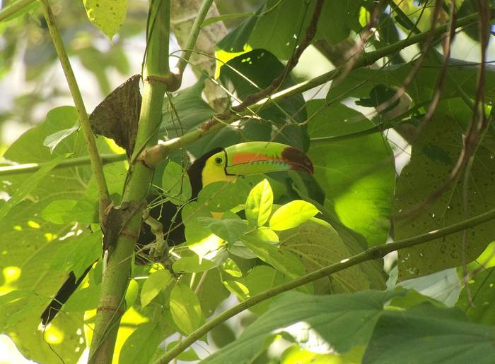 Keel-billed Toucan.jpg