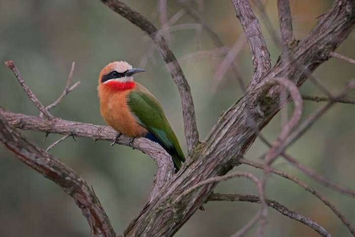 White-fronted Bee-eater © Laura and Bobby Bok, April 2026