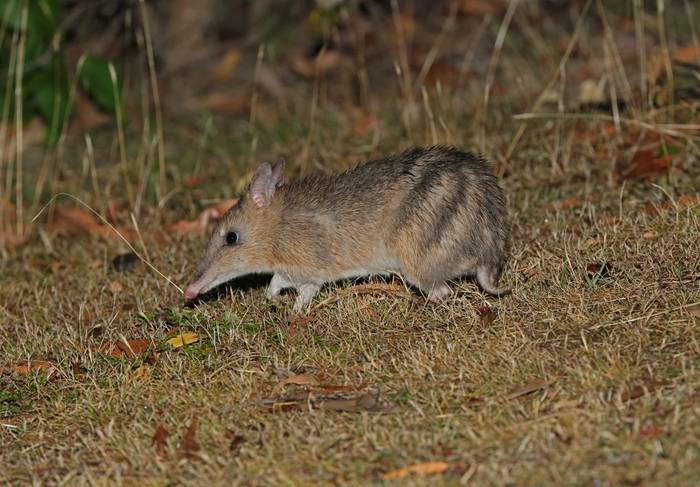 Eastern Barred Bandicoot, Australia shutterstock_2598780817.jpg