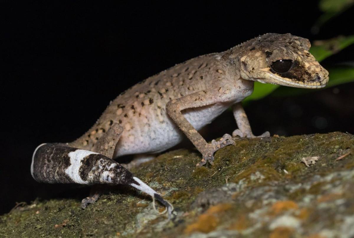 Chameleon Gecko (Carphodactylus laevis)