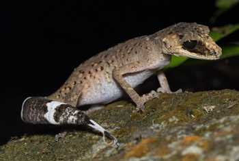 Chameleon Gecko (Carphodactylus laevis)