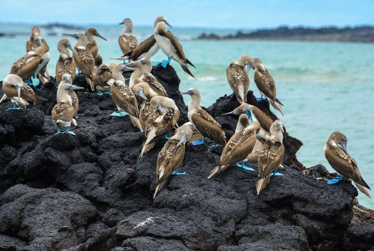 Blue Footed Boobies, Ecuador & The Galapagos Shutterstock 539405503