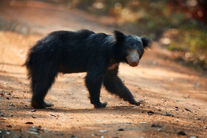 Sloth Bear, Sri Lanka shutterstock_524386264.jpg