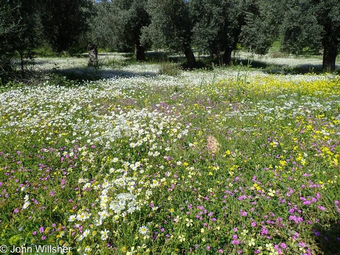 Olive grove flower carpet