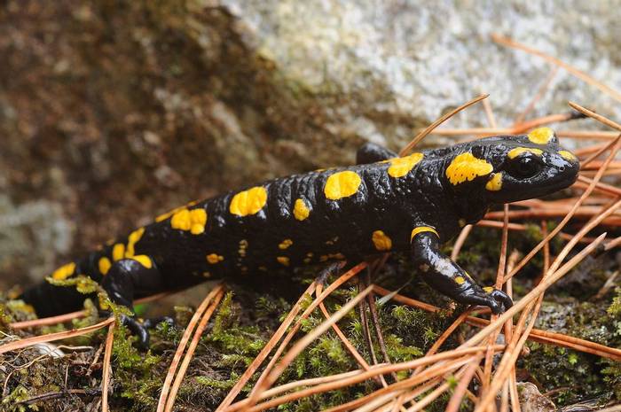Corsican Fire Salamander (David Morris).jpg