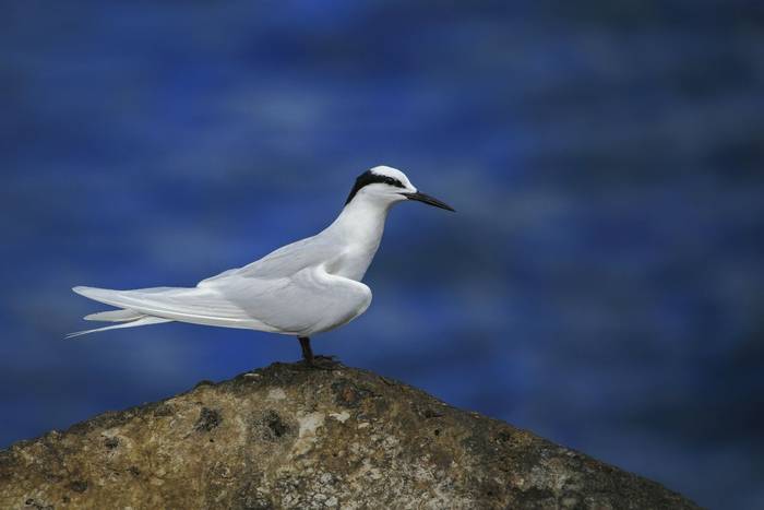 Black-naped Tern