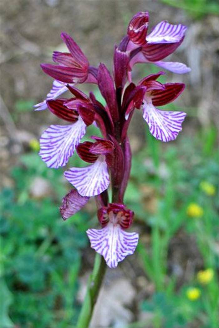 Pink Butterfly Orchid, Orchis papilonacea (Paul Harmes)