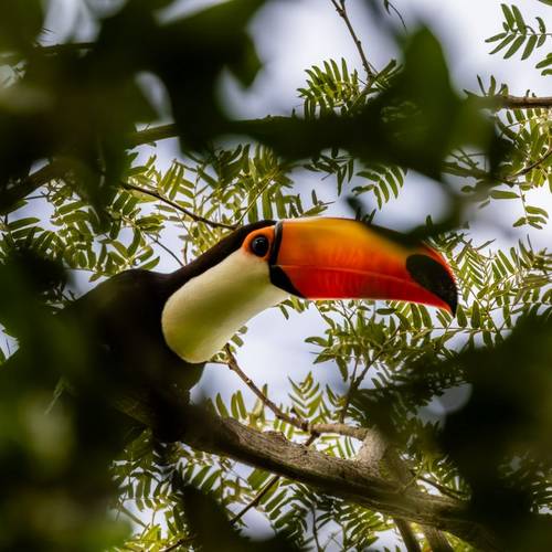 Toco Toucan