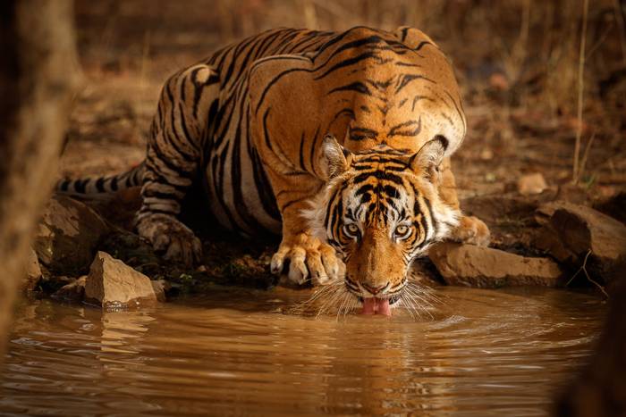 Tiger, India shutterstock_651507499.jpg