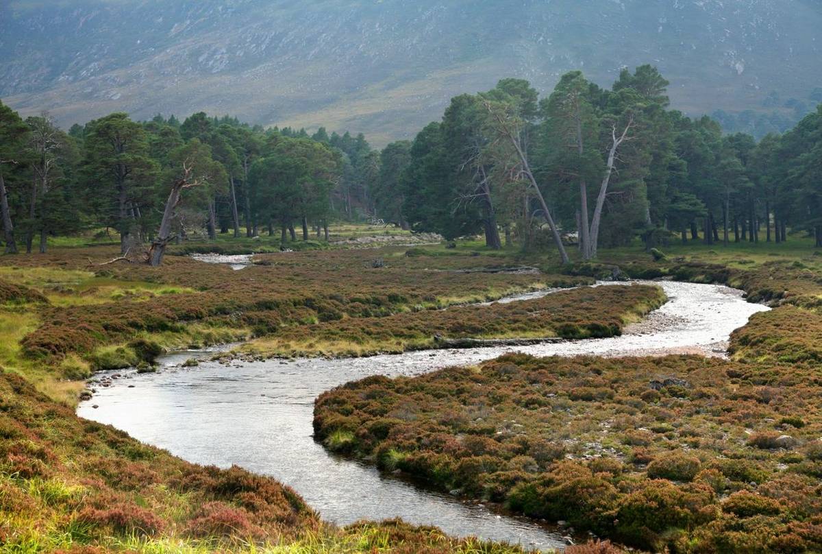 Caledonian forest, Cairngorms, Scotland shutterstock_69703252.jpg