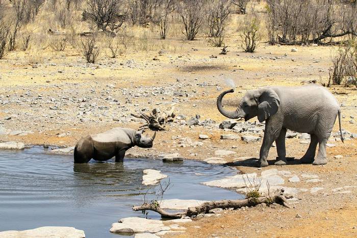 Black Rhino and African Elephant © Neil Macleod
