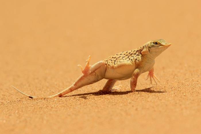 Shovel-snouted Lizard (Meroles anchietae), Namibia
