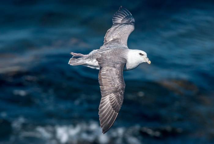 Fulmar, UK shutterstock_1258068859.jpg