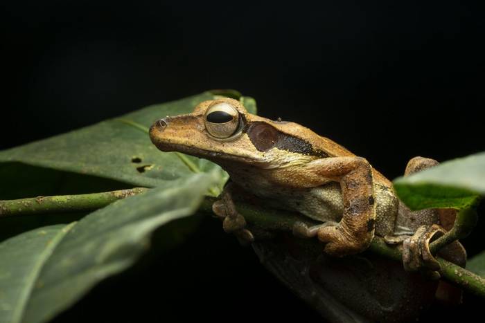 Brown-striped Tree Frog (Polypedates macrotis) © C.Ryan