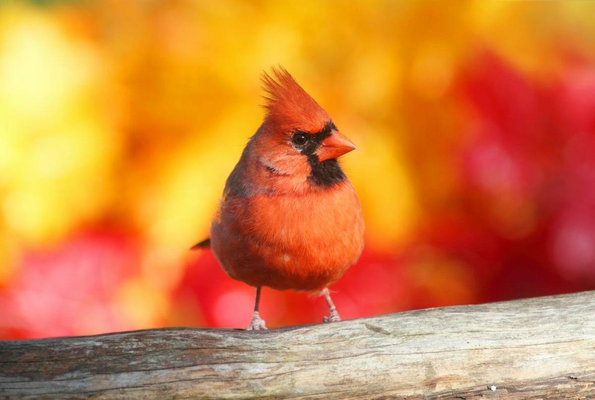Northern Cardinal