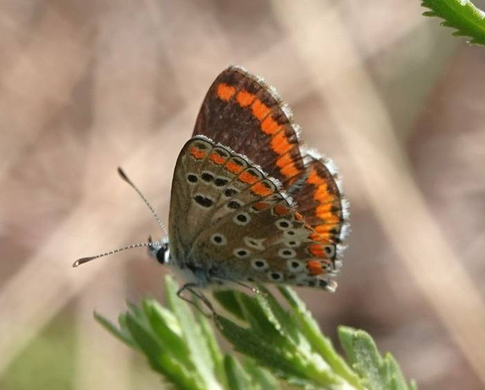 Southern Brown Argus © Martin Pitt, June 2026 tour.JPG