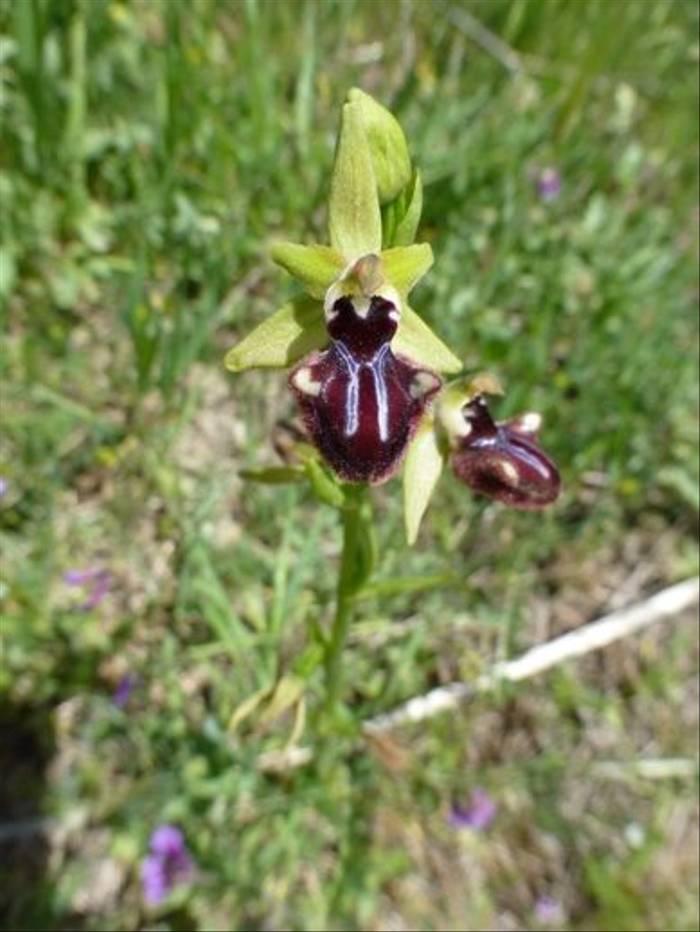 Ophrys incubacea (Kerrie Porteous)