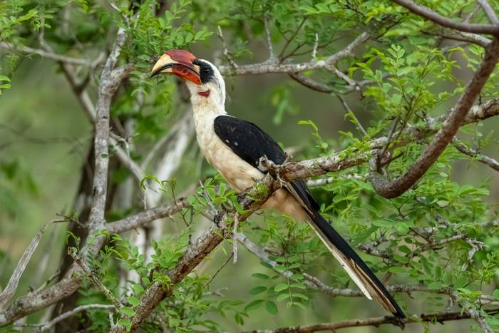 Van der Decken's Hornbill © Carole and David Clarke, February 2026 tour