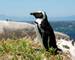 Africa-SouthAfrica-Penguin-AdobeStock_9281619.jpeg
