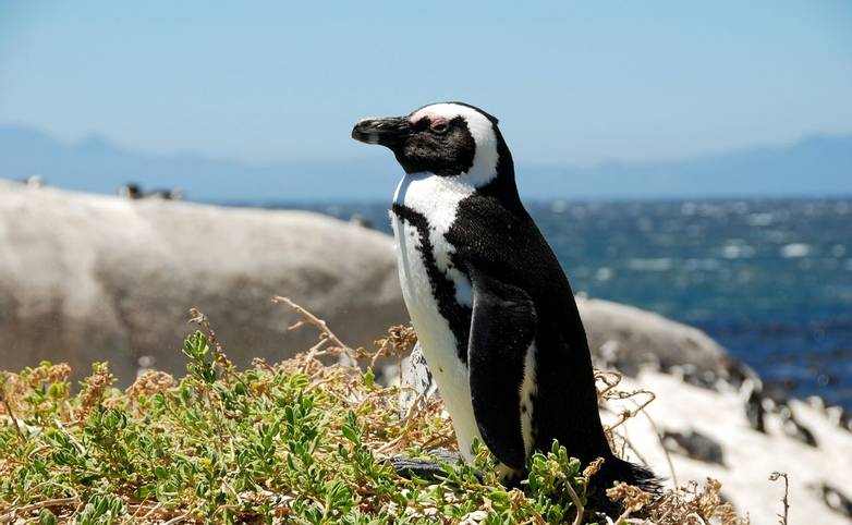 Africa-SouthAfrica-Penguin-AdobeStock_9281619.jpeg