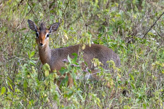 Kirk's Dik-dik © Carole and David Clarke, February 2026 tour
