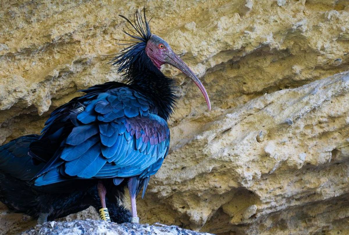 Northern Bald Ibis (Simon Tonkin) (2).jpg